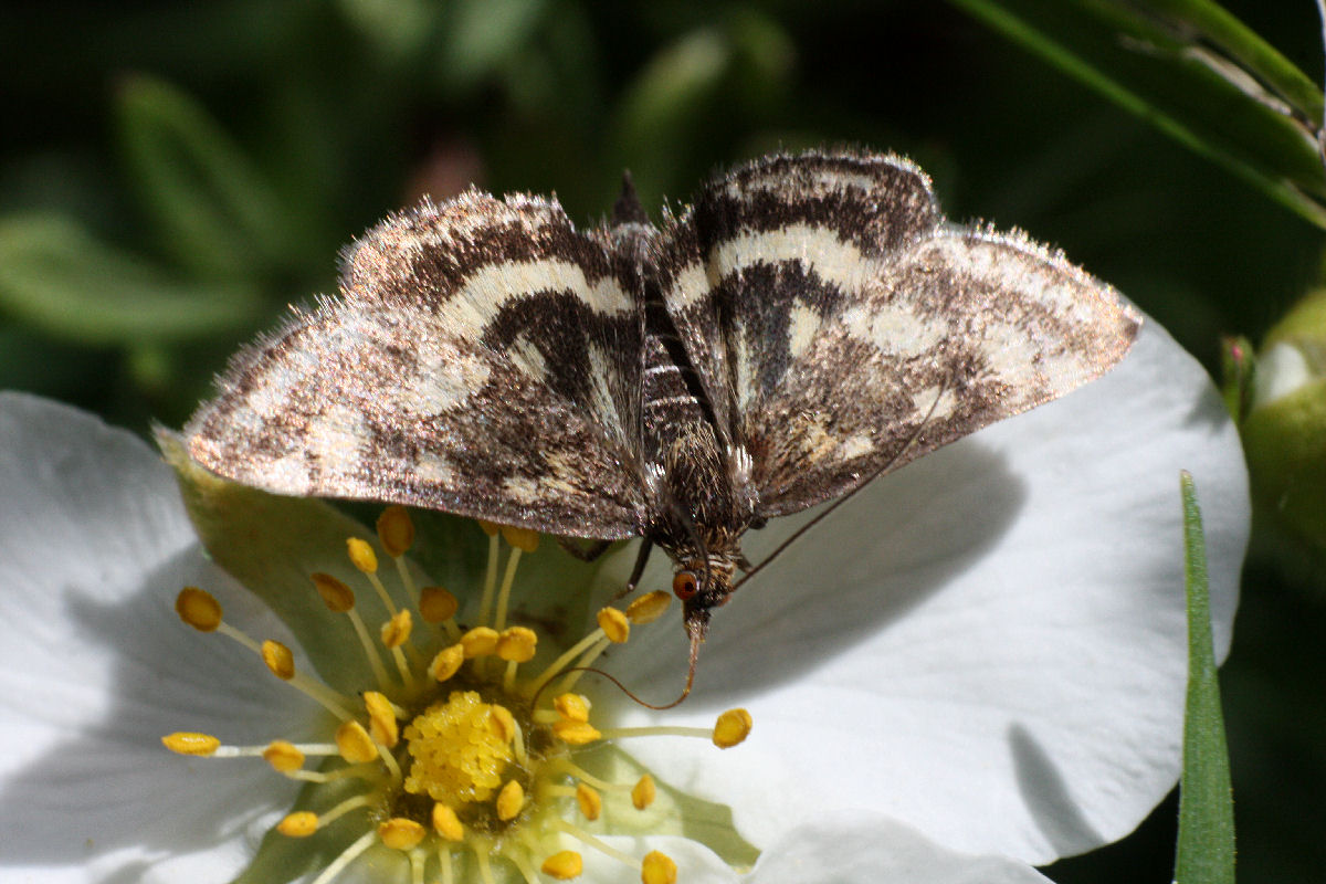 un''altra farfallina da identificare